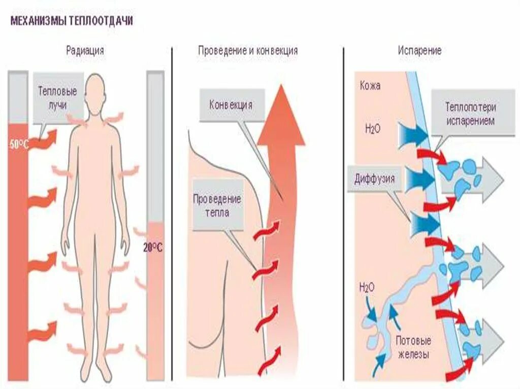 Конвекция человека. Механизмы теплоотдачи конвекция испарение. Конвекция радиация и испарение теплообмен. Механизмы теплоотдачи с поверхности кожи. Пути теплоотдачи организма.