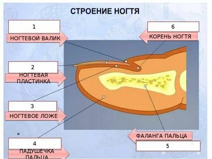 Ногтевое ложе