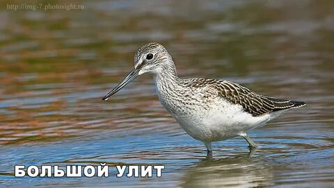 Улит