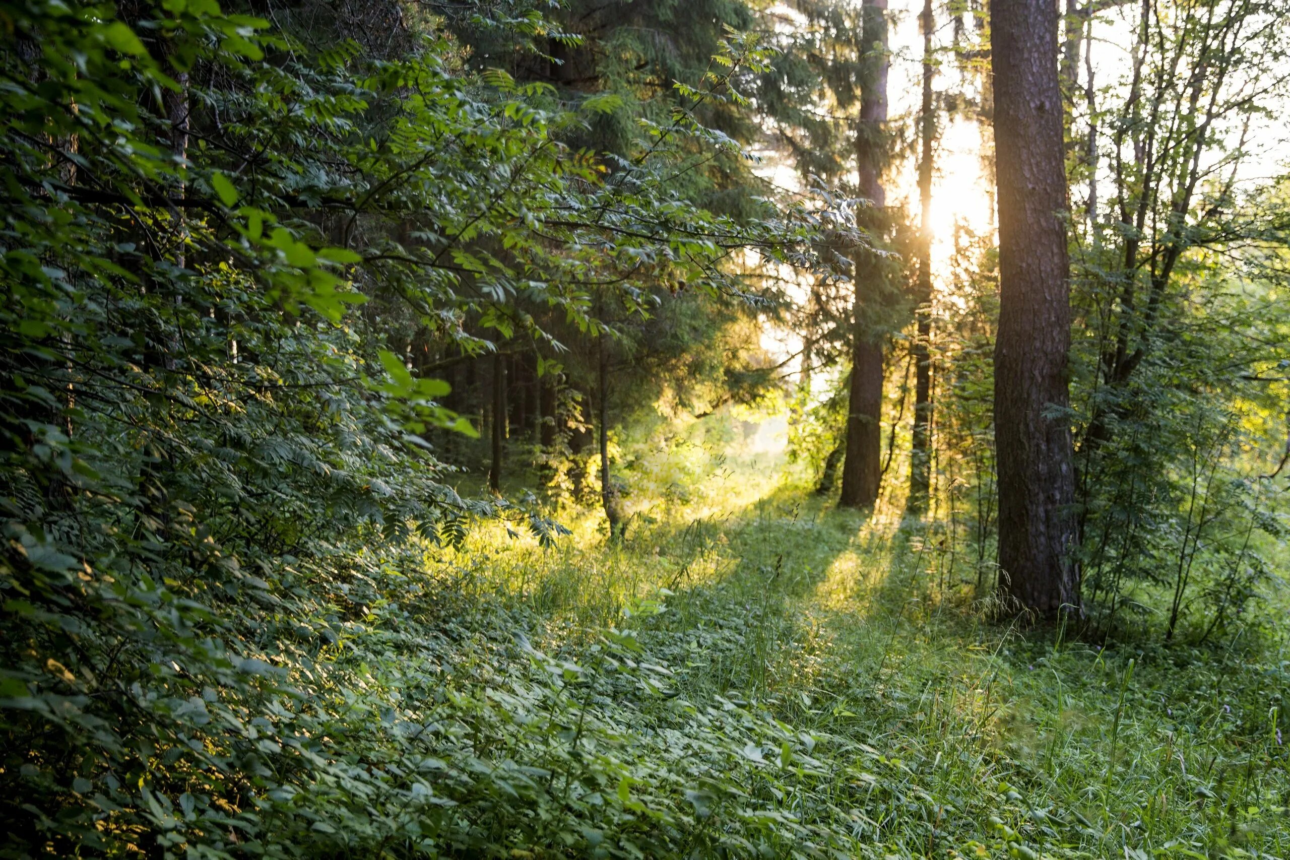 В лесах и н гор. Лес горы 4к. Природа осень. В лесах и н гор. Сибирский лес сибирская тайга.