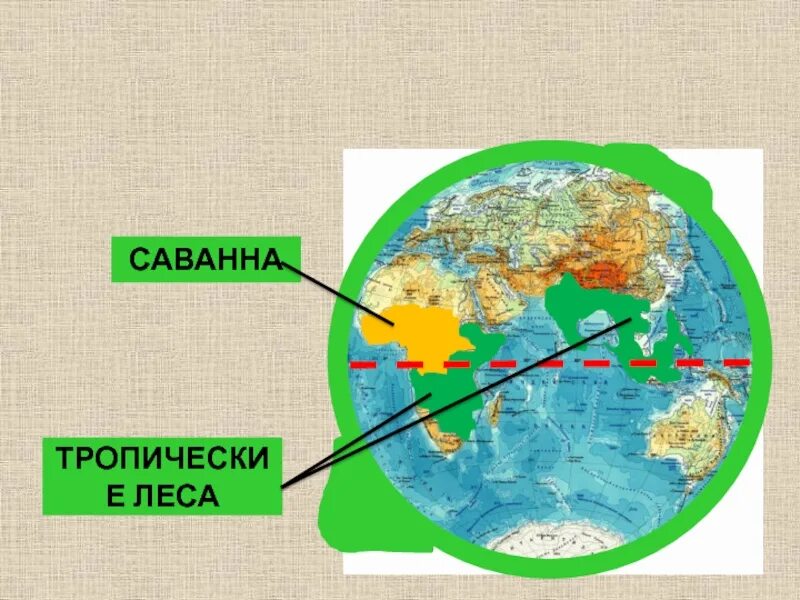 Саванна и тропическийлес на глобуче. Саванна и тропические леса на глобусе. Тропические леса yfukj,ect. Жаркие районы земли на глобусе.