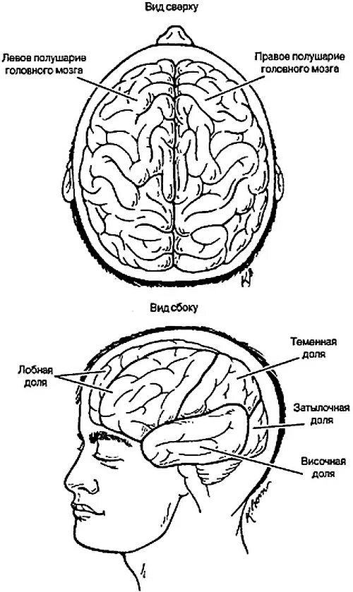 Правое полушарие мозга строение. За что отвечает левое и правое полушарие головного мозга. Передний мозг левое и правое полушарие особенности строения. Строение левого полушария мозга человека. Левое полушарие доли