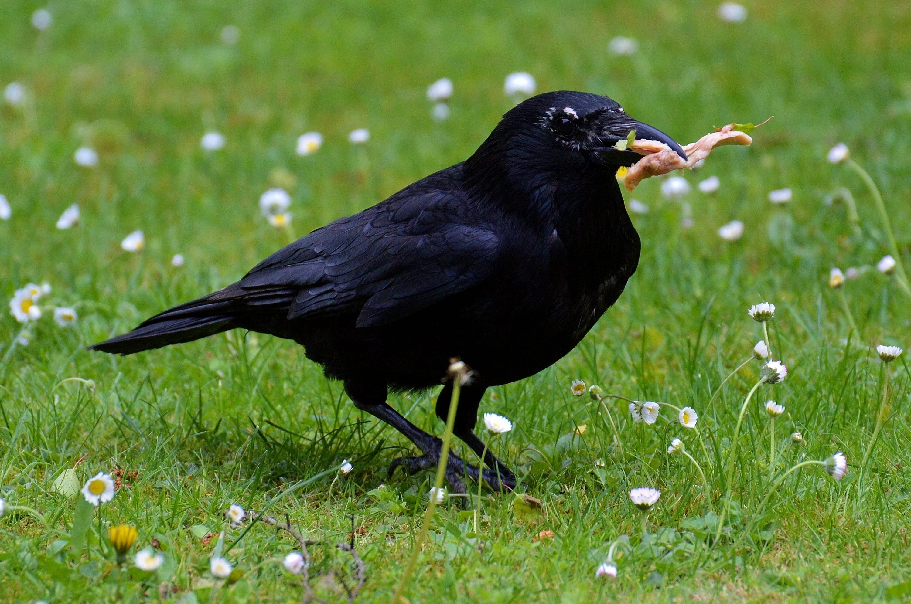 Crow get