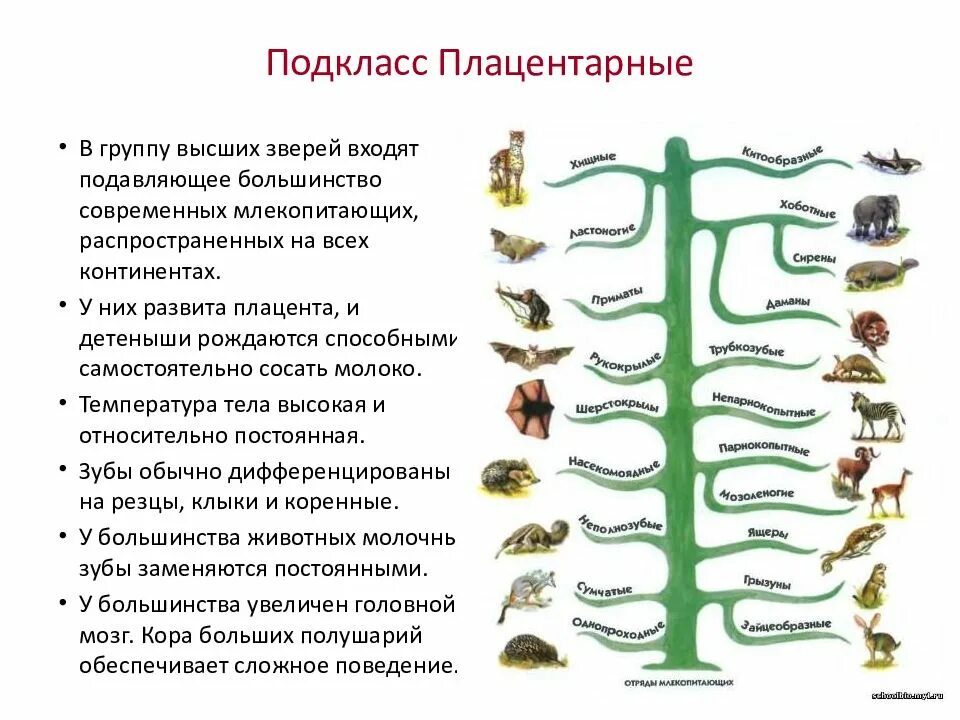 Основные группы млекопитающих. Отряды плацентарных млекопитающих таблица 7. Отряды плацентарных млекопитающих 7 класс. Биология 7 класс отряды плацентарных млекопитающих. Отряды млекопитающих таблица 7 класс биология.