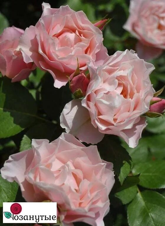 Rose, Daphne, バ ラ, ダ フ ネ, Beautiful flowers, Flowers, Pretty flowers
