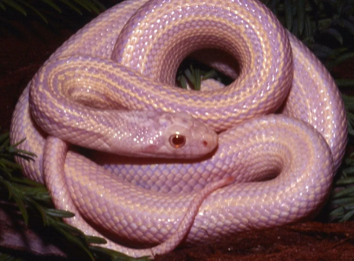 Розовый полоз. Королевский питон розовый. Розовая змея. Змеи розового цвета.