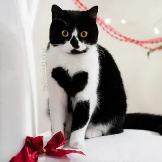 Самый редкий окрас