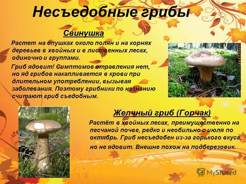 Съедобные грибы доклад 3 класс окружающий мир. Ядовитые грибы 2 класс. не съедобные грибы 2 класс. презентация по теме ядовитые грибы. не седобные грибы 2 класс.