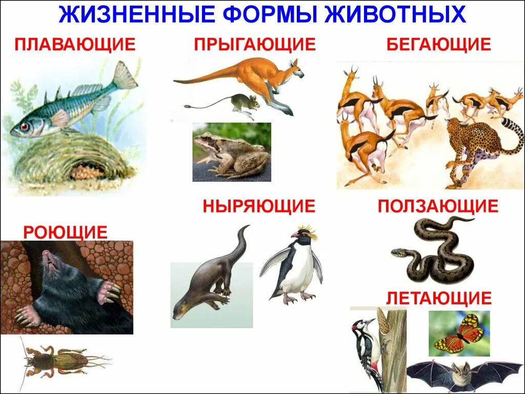 Классификация форм жизни