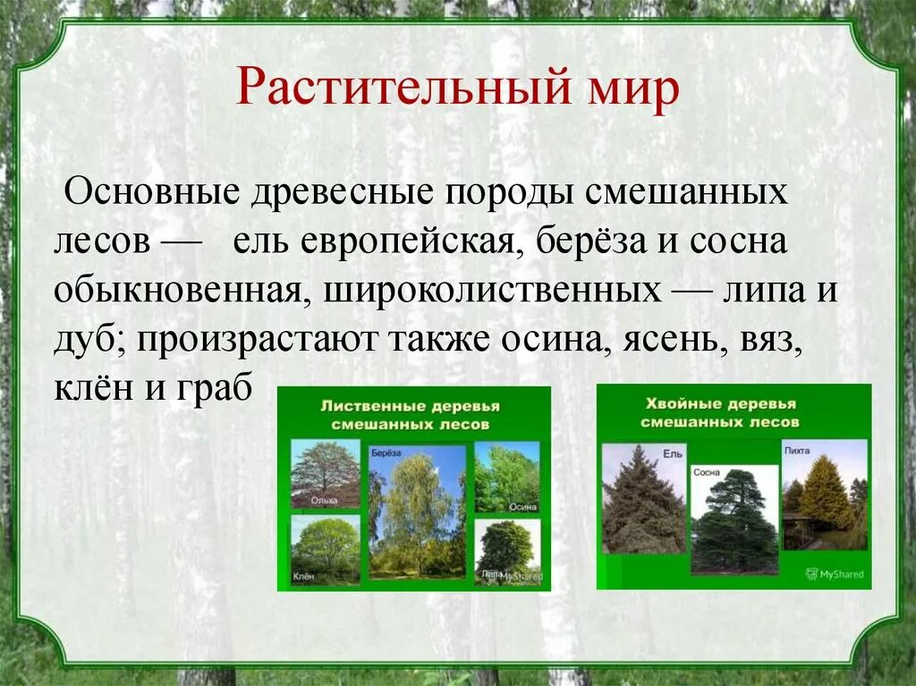 Растения природной зоны смешанные и широколиственные леса