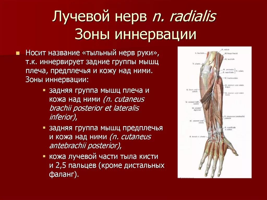 Мышцы предплечья анатомия иннервация. Локтевой нерв инерваци. Иннервация мышц кисти. Зона кожной иннервации лучевого нерва.