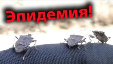 Клопы в сочи