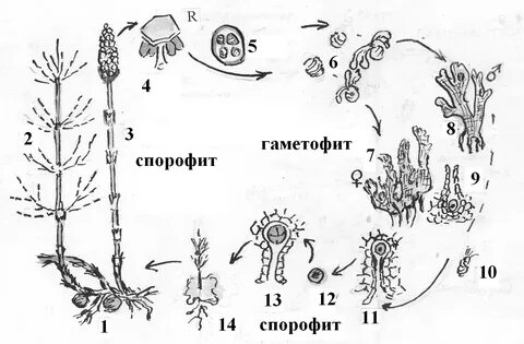 Хромосомный набор хвоща