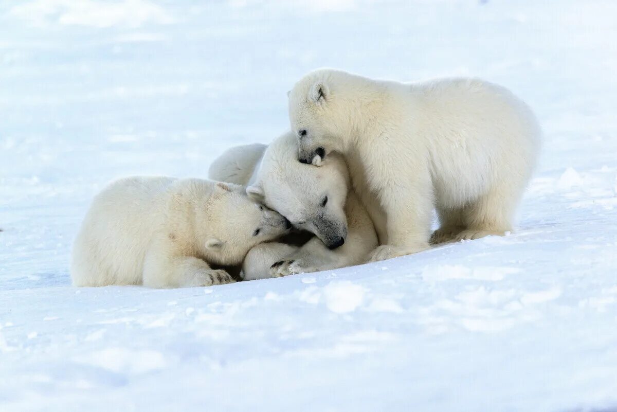 Белый медведь на Чукотке. Белые медведи в Арктике. Остров Врангеля белые медведи. Белый медведь арктических пустынь.