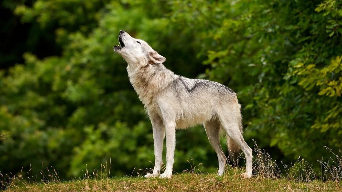 Волк в полный рост. Волкособ. Волк (лат. Canis Lupus). Апеннинский волк. Волк серый.