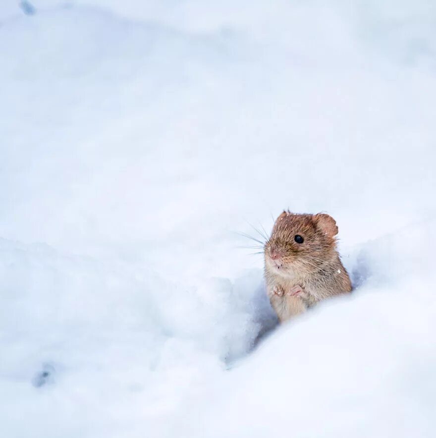 Полевые мыши зимой. Снеговая полёвка. Снеговая полёвка (chionomys nivalis). Гудаурская снеговая полевка. Полевка зимой.