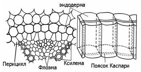 Суберин в какой ткани