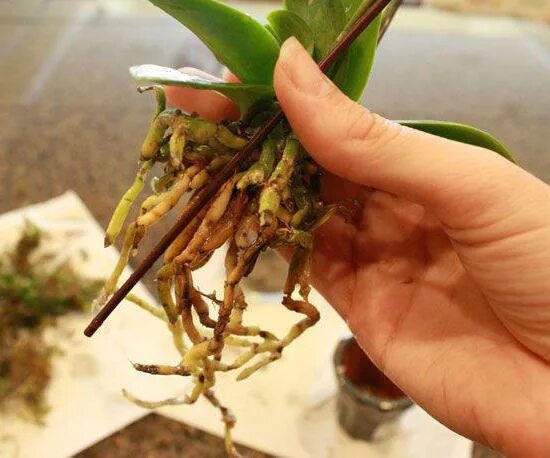 Для наращивания корневой системы. Нарастить корни у орхидеи.