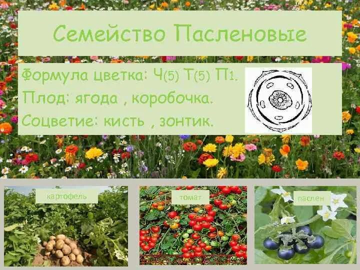 Формула цветка ч5л5т п1 соответствует. Паслен формула цветка. формула цветка картофеля. семейство пасленовые формула цветка. картофель формула цветка и тип плода.