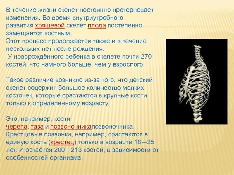 Формирование скелета внутриутробно. Формирование скелета завершается. Формирование хрящевого скелета. Формирование скелета завершается в возрасте. Что определяет скелет