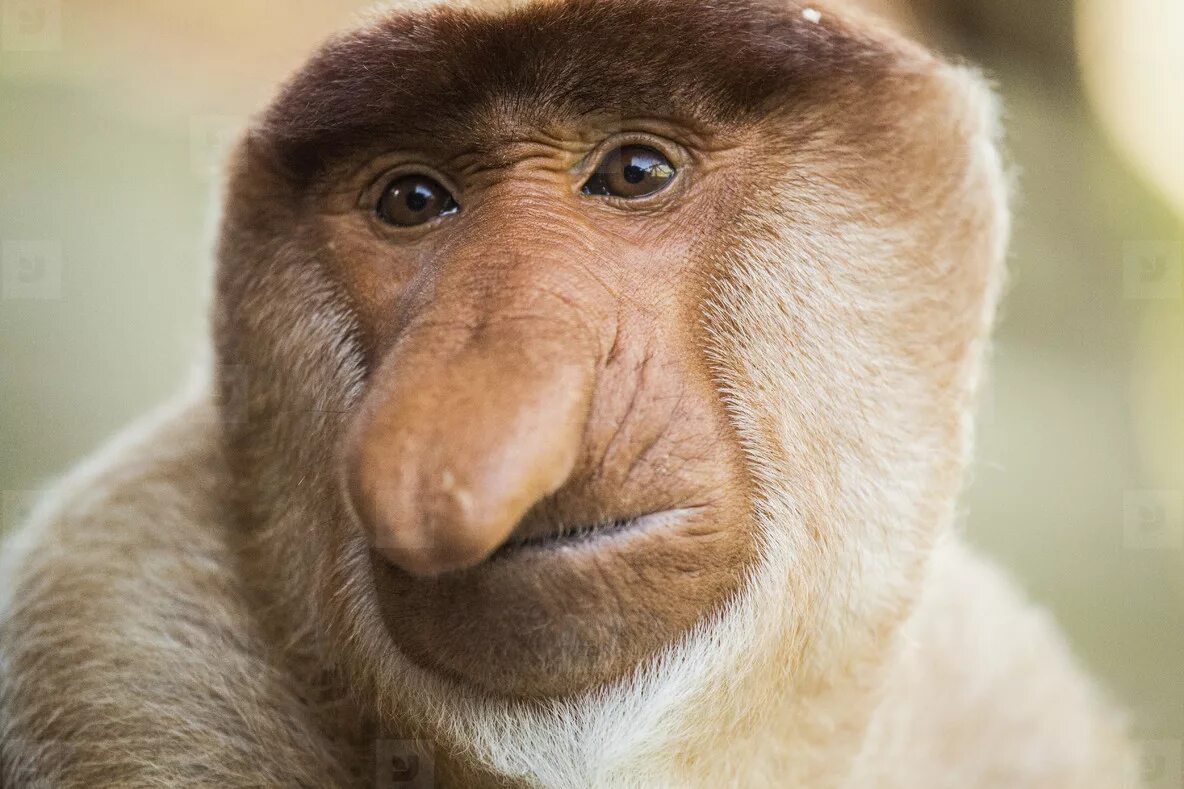 Обезьяна носач. Как называется обезьяна с большим носом. Как называется обезьяна с большим носом. Гиббон носач. Обезьяна носач.