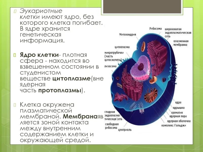 Ядро хранение генетической информации. Эукариотные клетки имеют. генетическая информация хранится в ядре. клетка имеет ядро. в ядре клетки расположены.