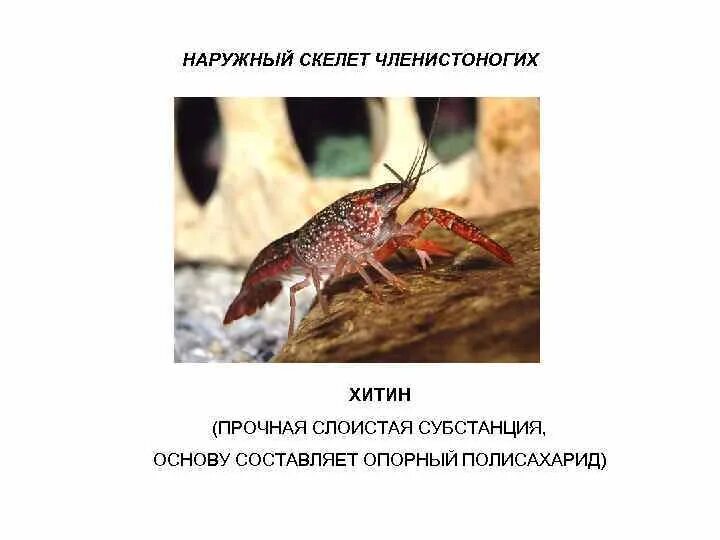 Почему панцирь членистоногих является наружным скелетом. Наружный скелет членистоногих. внешний скелет членистоногих. наружный скелет членистоногих представлен. наружный хитиновый скелет.