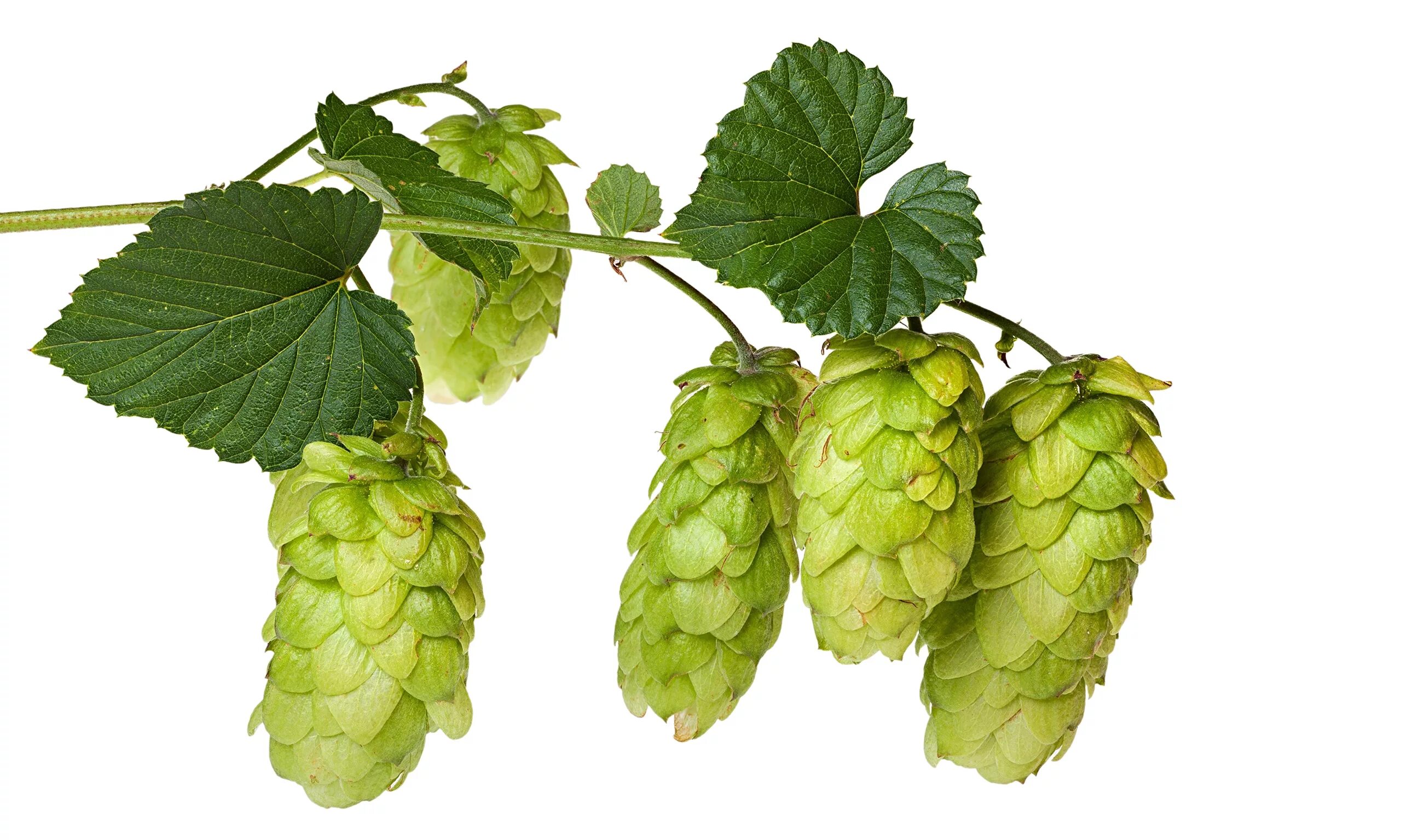 Hop