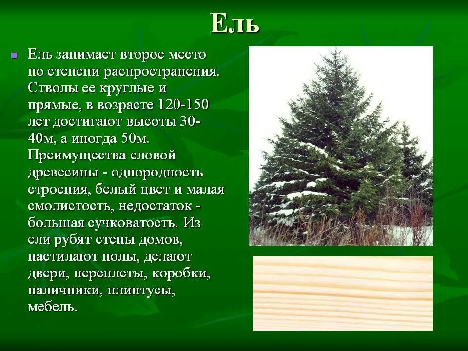 Текст про сосну. Рассказ о ели. Доклад о ели. Описание ели обыкновенной. Ель описание дерева.