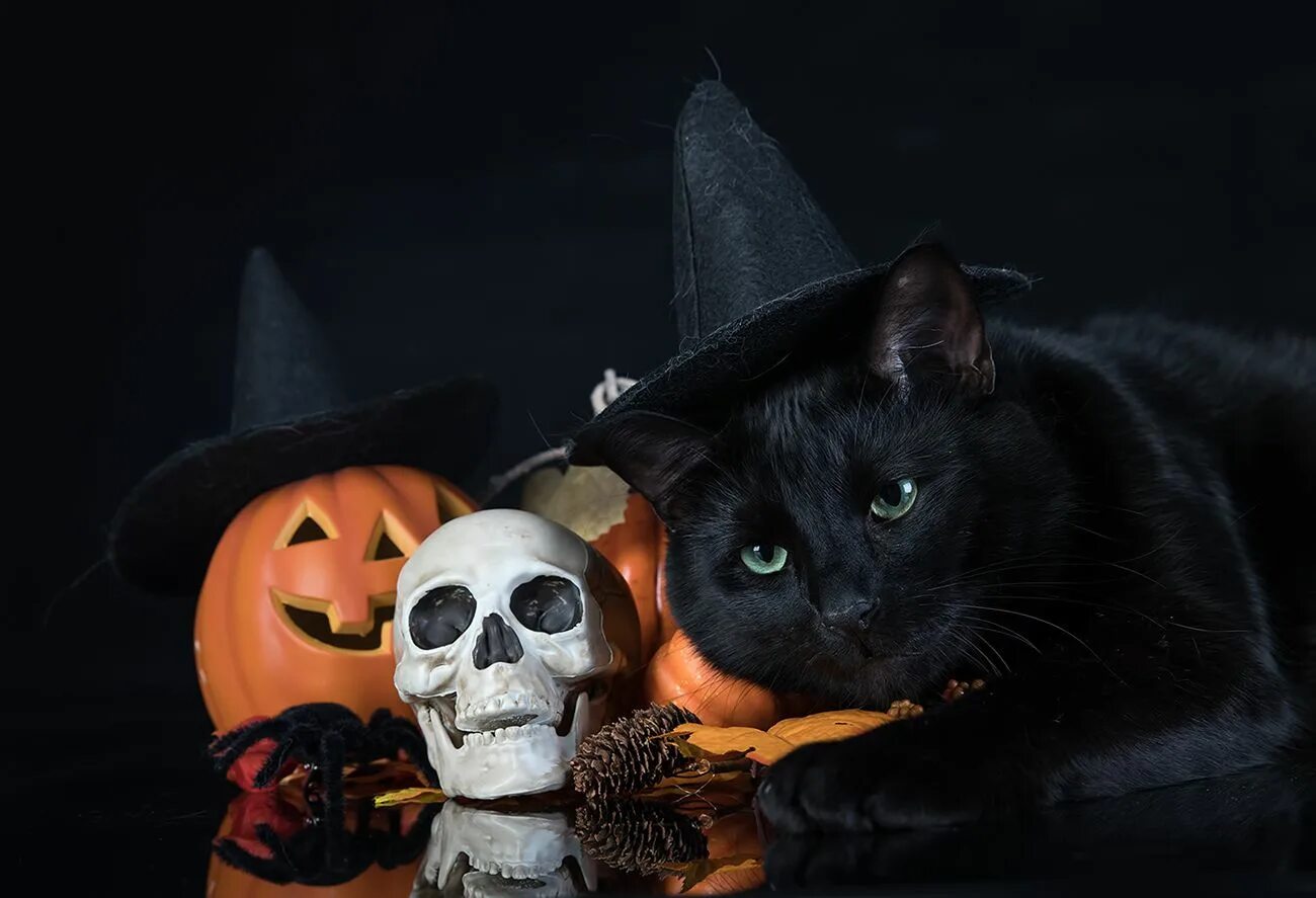 Котенок хэллоуин. Хэллоуин. кот хэллоуин. хэллоуин картинки. хедлоки.