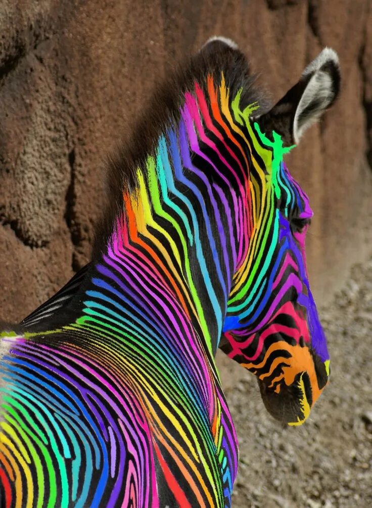 Rainbow animals. Разноцветная Зебра. Радужные цвета. Яркие животные. Радужные животные.