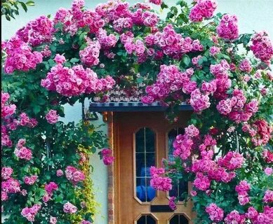 Door roses