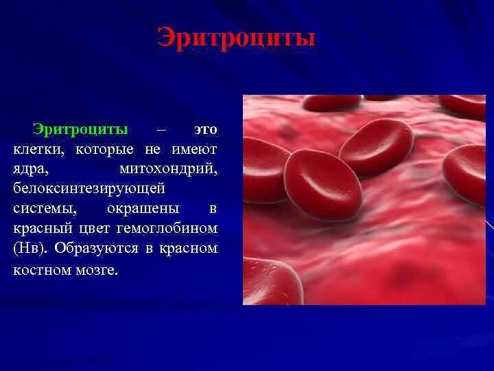 Эритроциты человека содержат ядро. Эритроциты человека содержат ядро