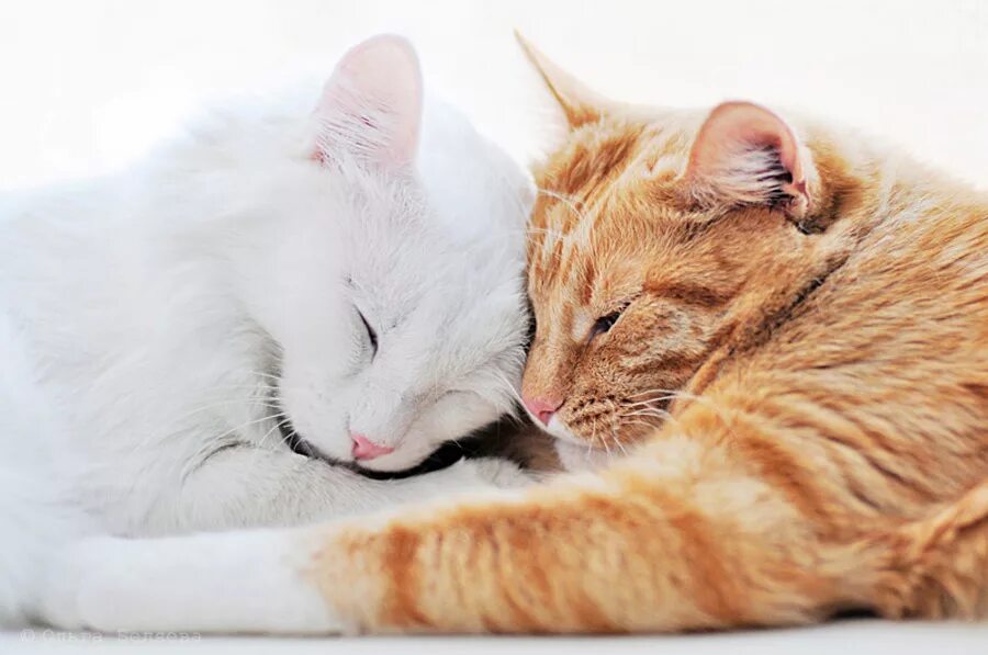 Какой любимый кот. Рыже белый кот. рыжий кот и белая кошка. нежная кошка. нежные котята.