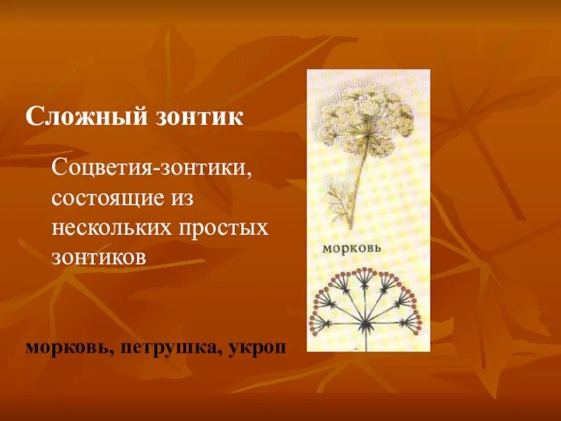 Характерные признаки соцветия зонтик. Соцветие сложный зонтик. Характерные признаки соцветия зонтик. Соцветие сложный зонтик укроп. Соцветие простой зонтик.