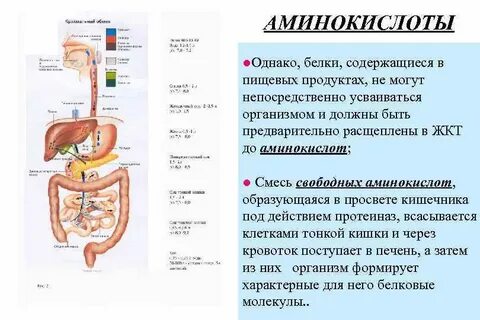 Белки расщепляются в печени