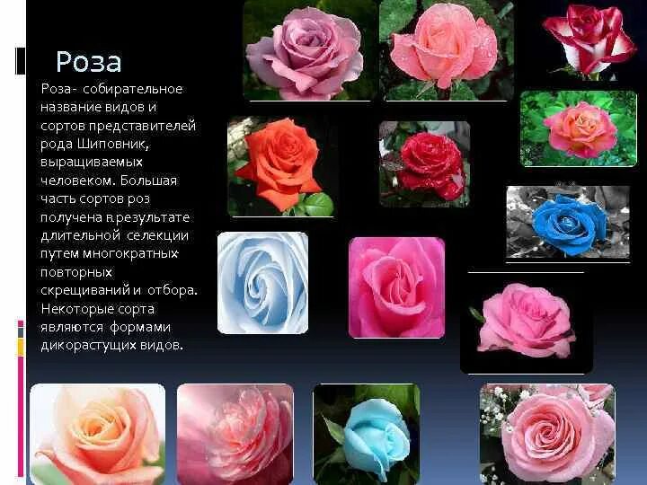 Названия разновидностей роз. Название роз. Название крупных роз. Розы виды и сорта. Селекция роз.