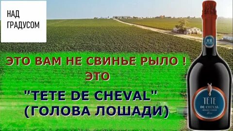 Tete cheval brut