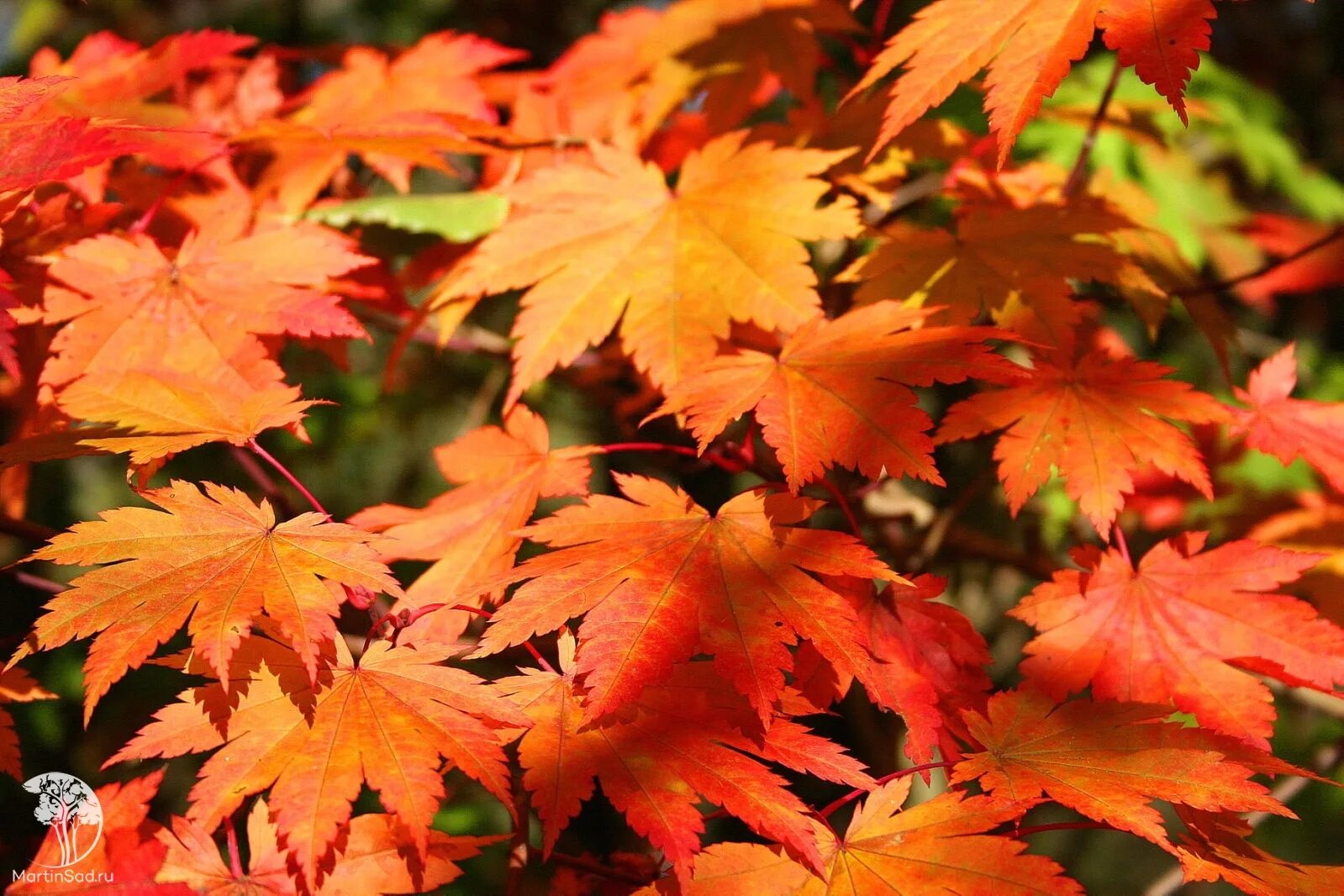 Клен нн. Клен японский acer japonicum. клен листопадный. красный японский клен vitifolium. acer japonicum &#039;vitifolium&#039;.