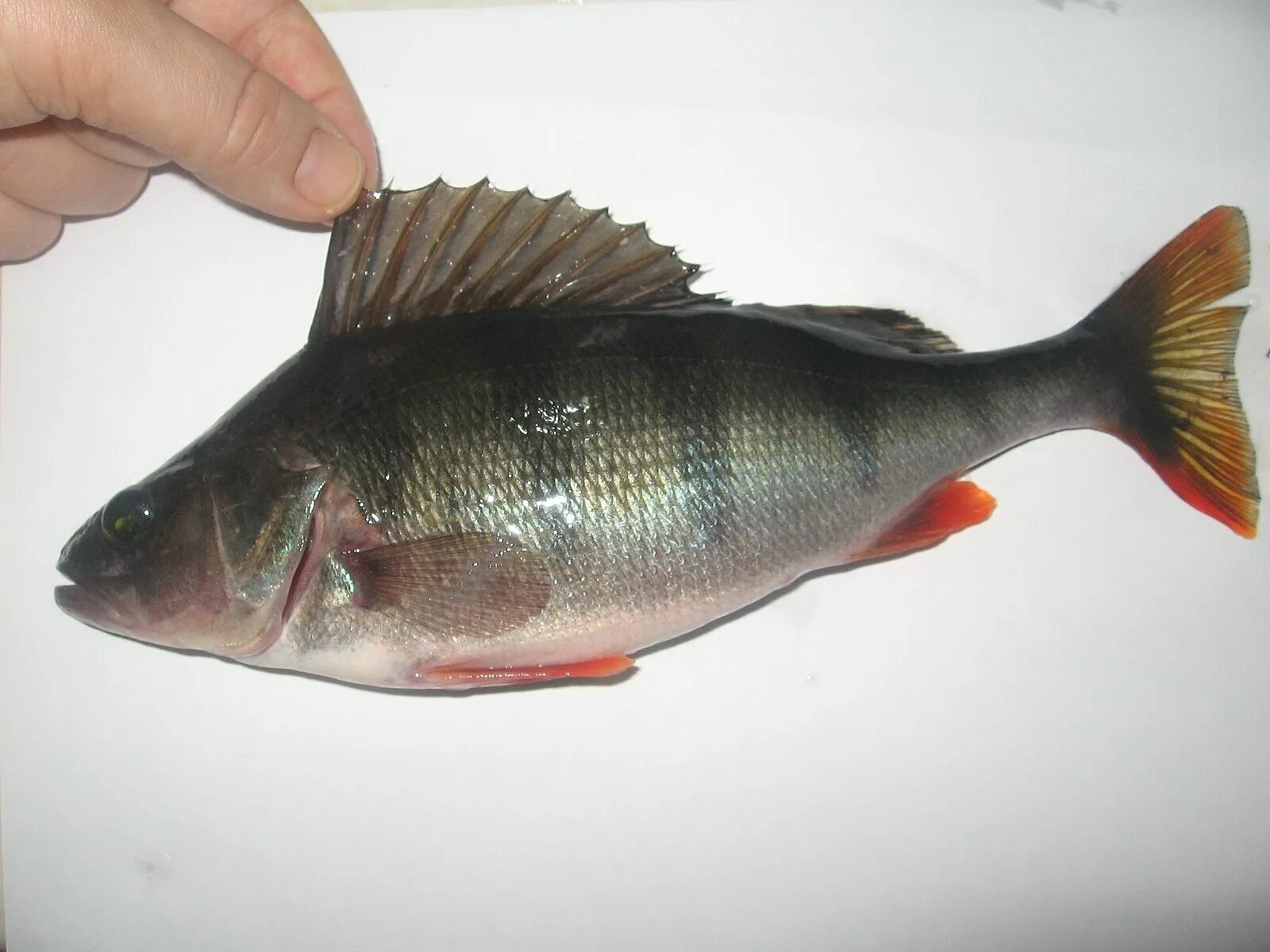 Хайрульский окунь. Окунь perca fluviatilis. Окунь озерный. Речной окунь глубоководный. Чешуя рыбы.