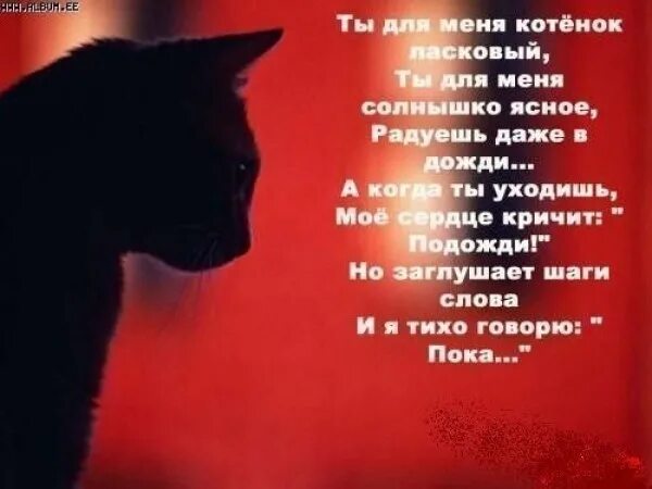 Стихи любимому котику. Стих для кошки на день рождения. Стихотворениемпро кошку. Люблю кота стихи. Стих про кошку.