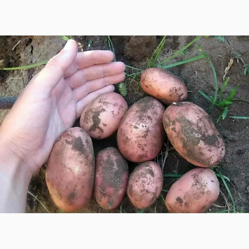 Примабель описание сорта картофель. Розара картофель характеристика. картофель сорт нандина. сорт картофеля розара фото. масса картофеля розара.