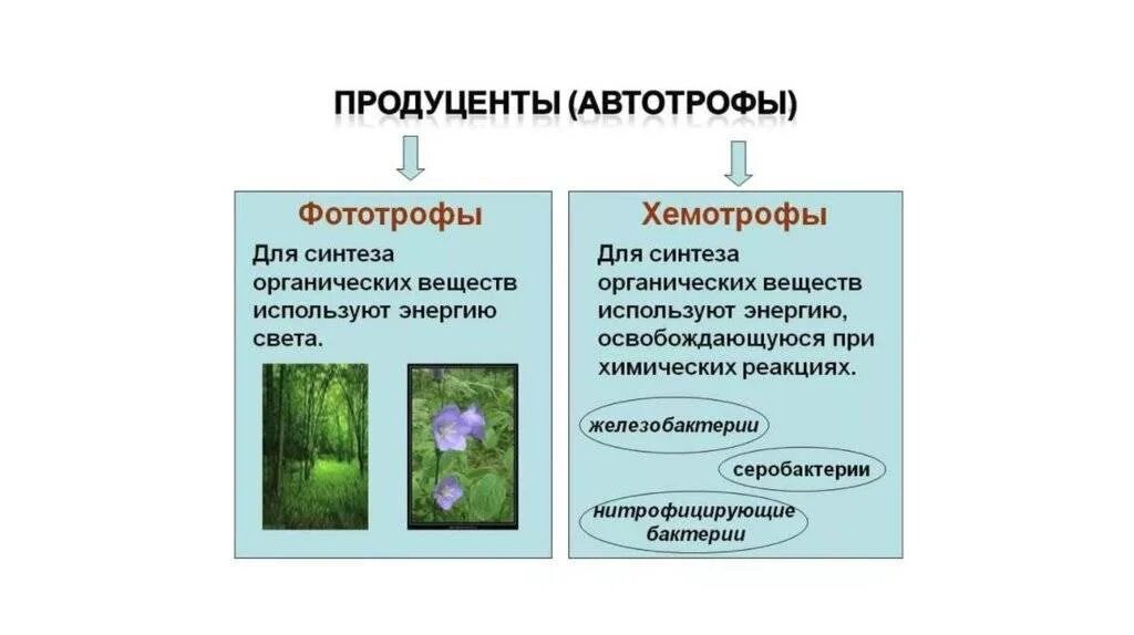 Какой способ питания типичен для продуцентов любой. Питание бактерий фототрофы и хемотрофы. Автотрофные бактерии фототрофы хемотрофы. Автотрофный Тип питания фототрофный и. Питание бактерий автотрофы.