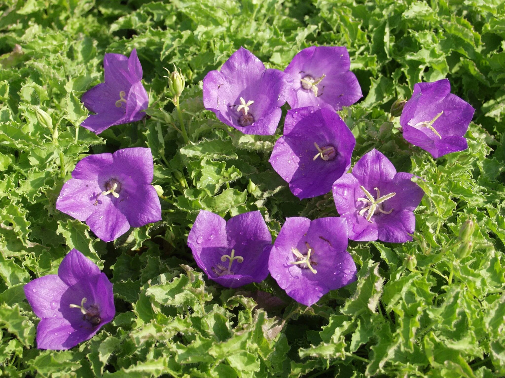 Колокольчик посев семенами. Колокольчик Карпатский Campanula Carpatica Jacq. Колокольчик Карпатский Карпатенкроне. Колокольчик Карпатский (Campanula Carpatica `Pearl White`). Колокольчик Карпатский (Campanula Carpatica).