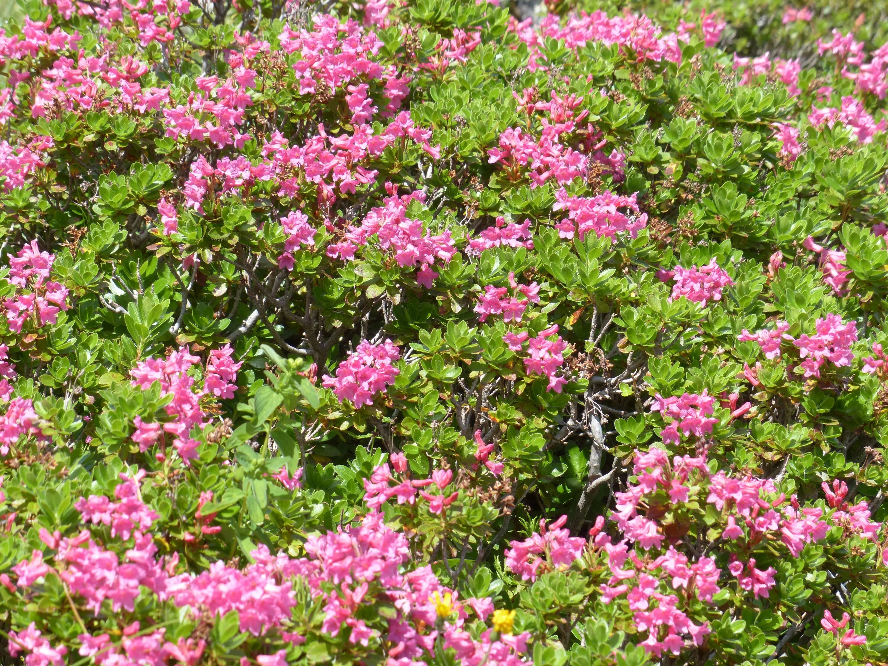 Кустарники розовым цветут название. Рододендрон почвопокровный. Рододендрон Green. Ericaceae Вересковые рододендрон. Rhododendron hirsutum.