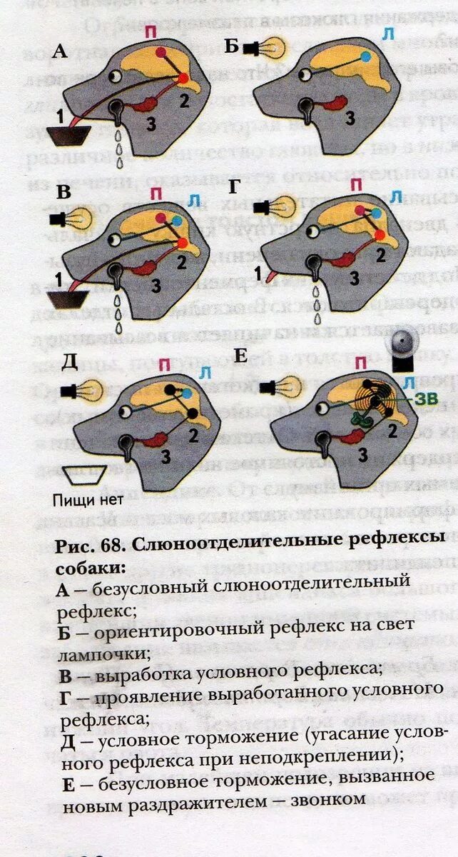 Механизм образования условного рефлекса схема. Схему образования дуги условного рефлекса.. Схема образования условного рефлекса у собак. Формирование условного рефлекса у собаки.