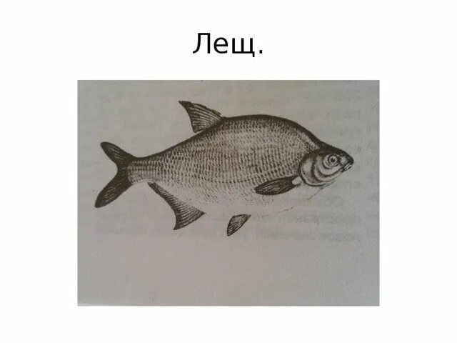 Рыба лещ на белом фоне. Густера подлещик лещ. Различия леща и подлещика. Лещь или лещ. Лещ существительное.