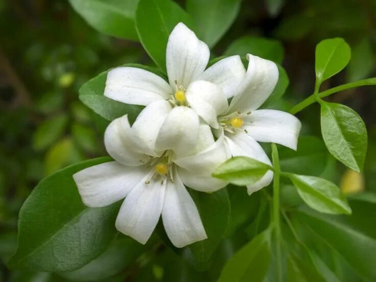 Fragrant flower