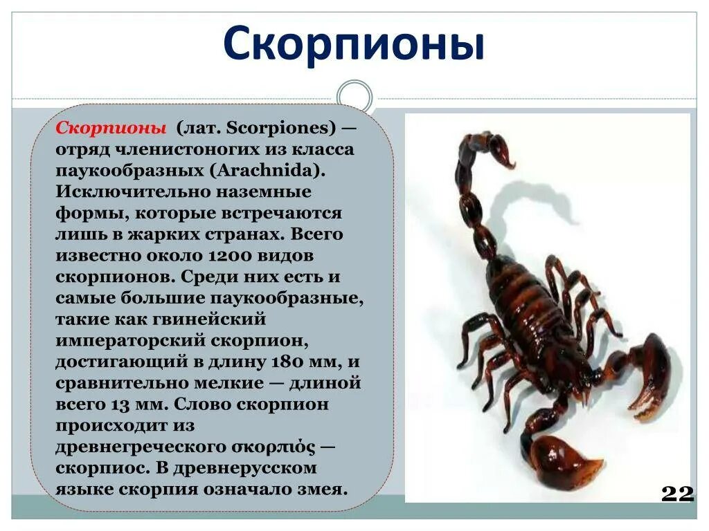 Скорпион тип. Паукообразные отряд скорпионы. скорпионы характеристика паукообразные. сообщение о скорпионе. скорпион описание.