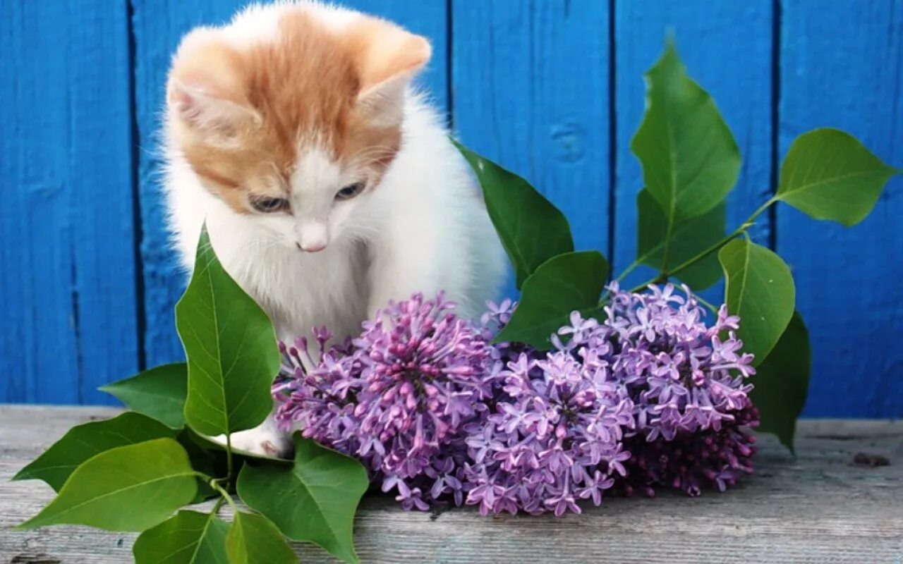 Кошки сиренью. Кот и сирень. Кошка и сирень. Котенок в сирени. Сирень и животные.